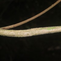 Gongronemopsis tenacissima (Roxb.) S.Reuss, Liede & Meve